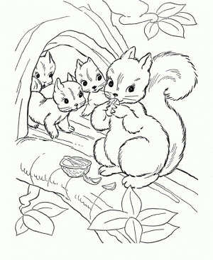 Squirrel Coloring Pages for Toddlers   dl53x