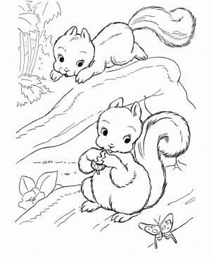 Squirrel Coloring Pages Free for Kids   e9bnu