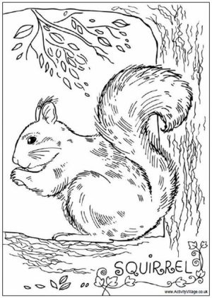 Squirrel Coloring Pages Free to Print   j6hdb