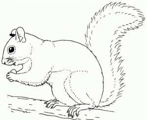 Squirrel Coloring Pages to Print Online   lj8rr