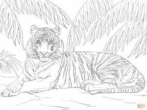 Tiger Coloring Pages for Adults   26138