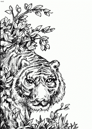 Tiger Coloring Pages for Adults   31689
