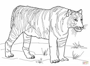 Tiger Coloring Pages for Adults   90412