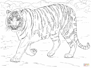 Tiger Coloring Pages for Adults   97654