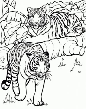 Tiger Coloring Pages for Older Kids   51824