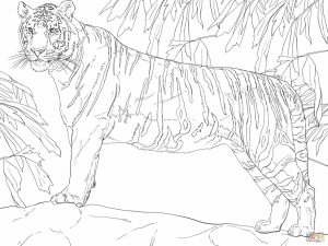 Tiger Coloring Pages Printable   42681