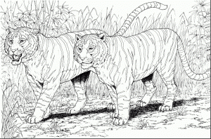 Tiger Coloring Pages Printable   62842