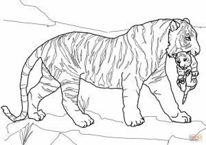 Tiger Coloring Pages Printable   80602