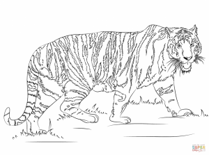 Tiger Coloring Pages Printable   90426