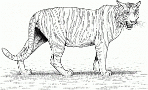 Tiger Coloring Pages Realistic Animal Printables for Adults   89310