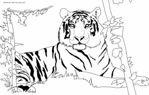Tiger Coloring Pages to Print Out   50731