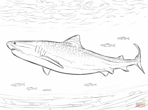 Tiger Shark Coloring Pages   46721