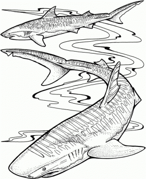 Tiger Shark Coloring Pages   74812