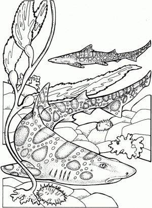 Tiger Shark Coloring Pages   85792