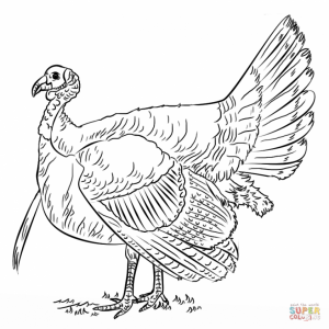 Turkey Coloring Pages Kids Printable   31775