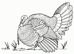 Turkey Coloring Pages Online   36173