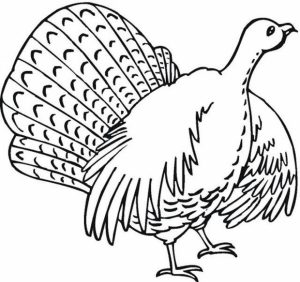 Turkey Coloring Pages Online   47654