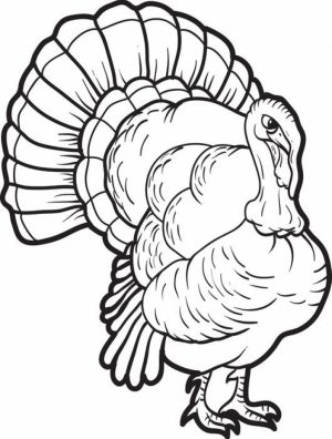 Turkey Coloring Pages Online   75628
