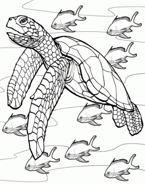 Turtle Coloring Pages for Toddlers   dl53x