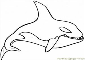 Whale Coloring Pages Free Printable   51582