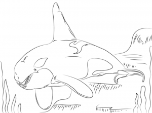 Whale Coloring Pages Free Printable   9548