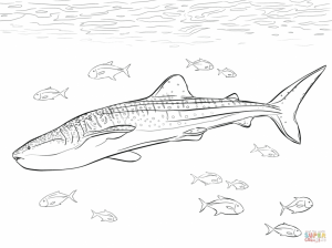 Whale Shark Coloring Pages   67317