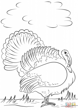 Wild Turkey Coloring Pages   76310