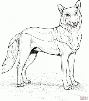 Wolf Coloring Pages Free Printable   31775