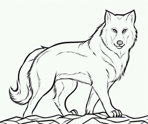 Wolf Coloring Pages Free to Print   16452