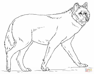 Wolf Coloring Pages Free to Print   56558